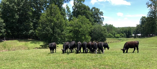 22 Bred Angus Heifers